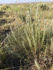 Artemisia filifolia