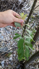 Salix bebbiana