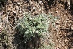 Genista albida