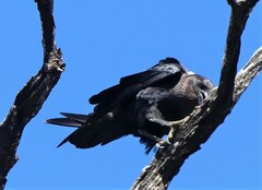 Corvus albicollis