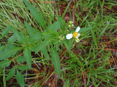 Bidens alba