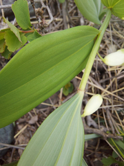 Polygonatum