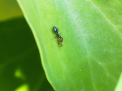 Crematogaster scutellaris
