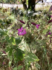 Silene dioica