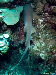 Ginglymostoma cirratum