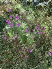 Silene dioica