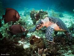 Eretmochelys imbricata