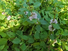 Mentha arvensis