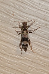 Xylotrechus colonus