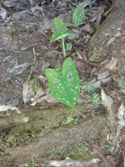 Caladium bicolor image