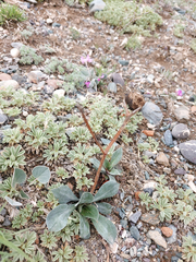 Goniolimon speciosum