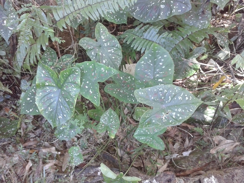 Caladium bicolor image