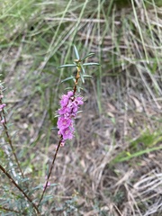 Hypocalymma robustum