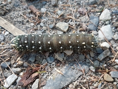 Eacles imperialis pini