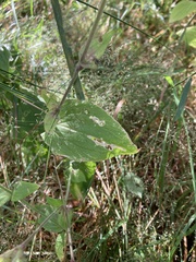 Silene dioica