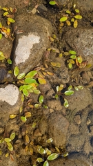 Potamogeton natans