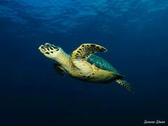 Eretmochelys imbricata