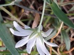 Stellaria