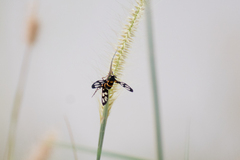 Amata sperbius