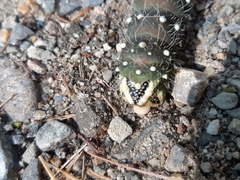 Eacles imperialis pini