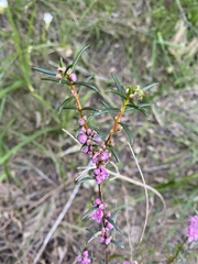 Hypocalymma robustum