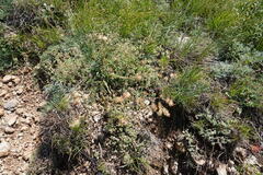 Anthyllis vulneraria boissieri