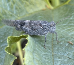 Trimerotropini