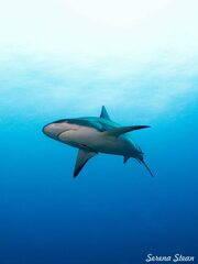 Carcharhinus perezii