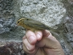 Helmitheros vermivorum