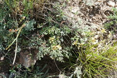 Teucrium montanum jailae