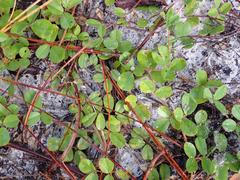 Tephrosia chrysophylla