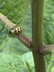 Diabrotica undecimpunctata