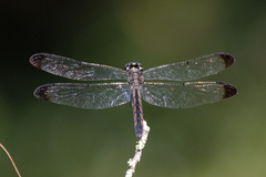 Libellula vibrans