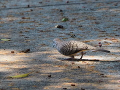 Geopelia striata