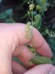 Veronica urticifolia