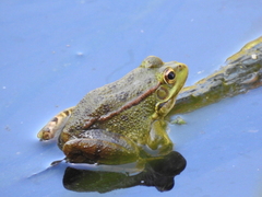 Pelophylax perezi