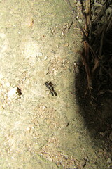 Odontomachus troglodytes