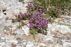 Thymus tauricus