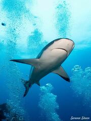 Carcharhinus perezii