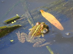 Pelophylax perezi
