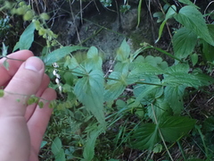 Veronica urticifolia