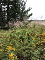 Miscanthus sacchariflorus