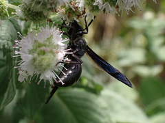 Monobia quadridens