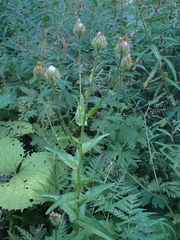 Crepis pyrenaica