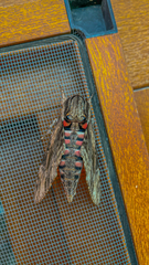 Agrius convolvuli