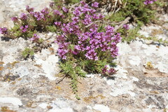 Thymus tauricus