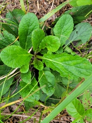 Salvia lyrata
