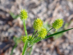 Cyperus retrorsus