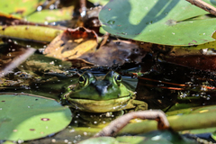 Lithobates clamitans