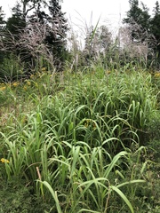 Miscanthus sacchariflorus